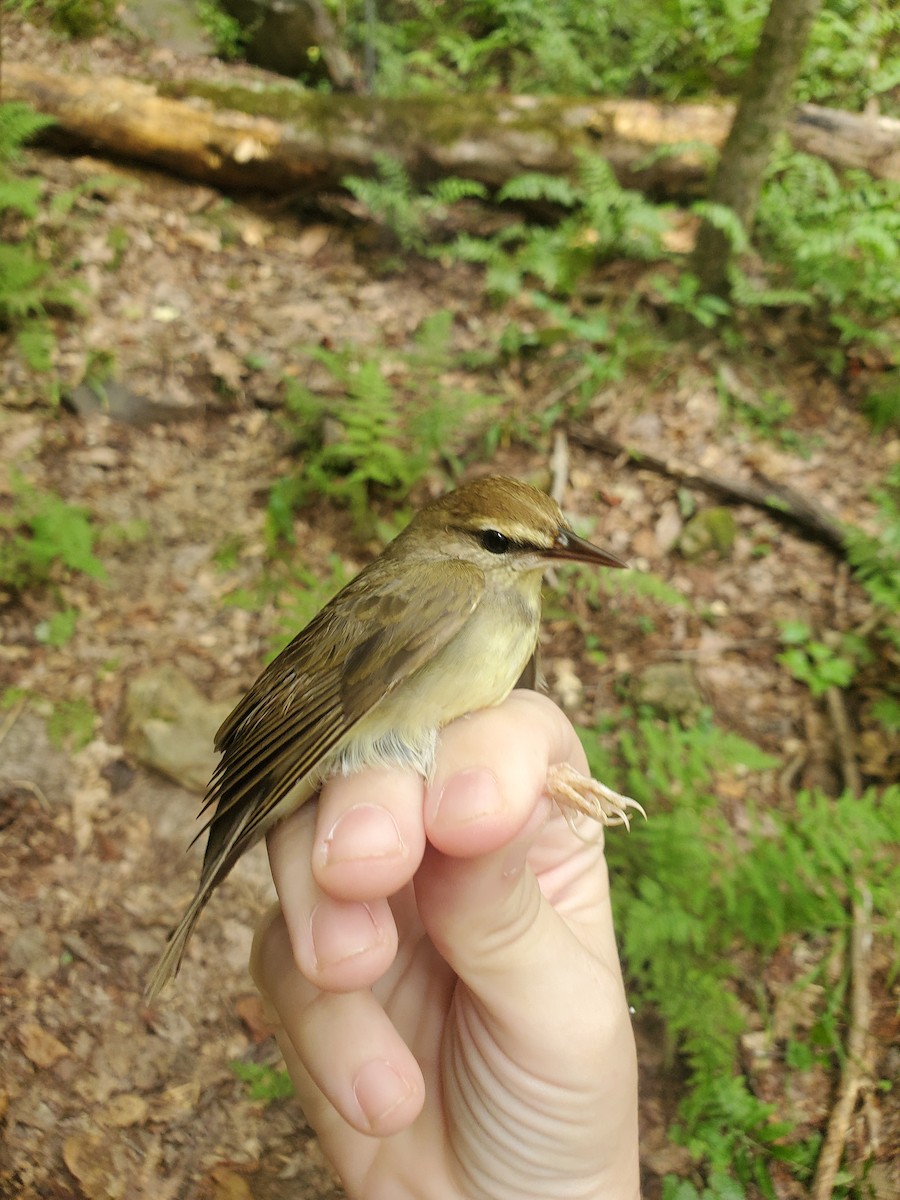 Paruline de Swainson - ML640701365