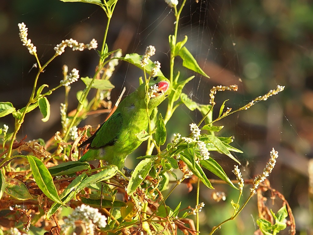 Black-winged Lovebird - ML640701382