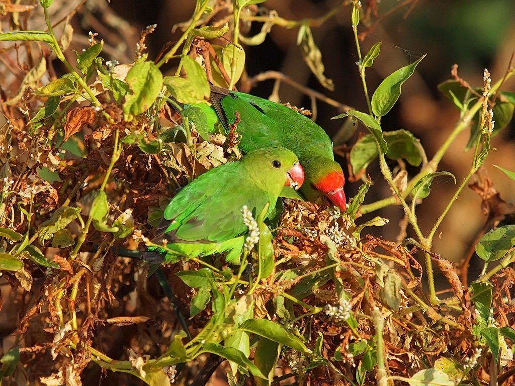 Black-winged Lovebird - ML640701383