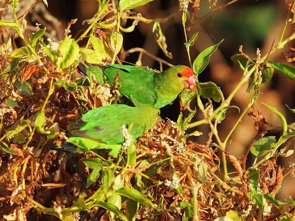 Black-winged Lovebird - ML640701384