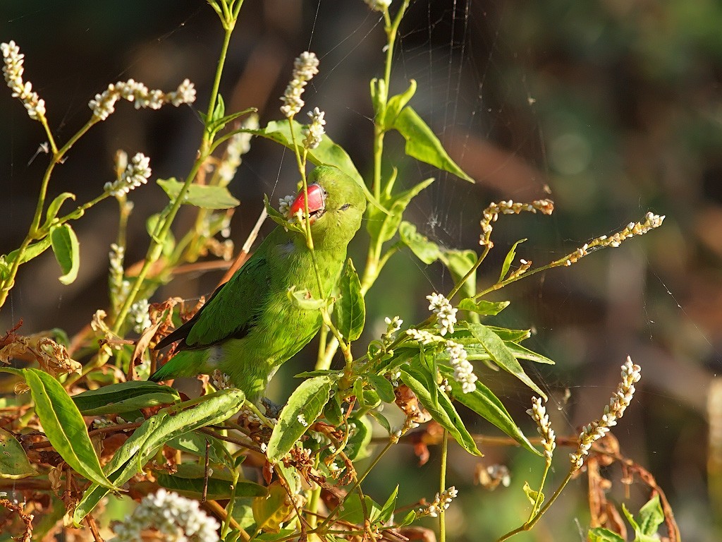 Black-winged Lovebird - ML640701385