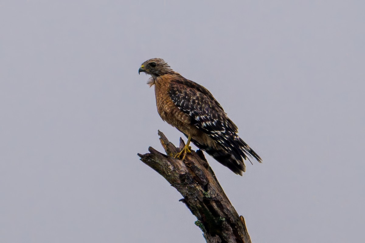 Red-shouldered Hawk - ML640701402