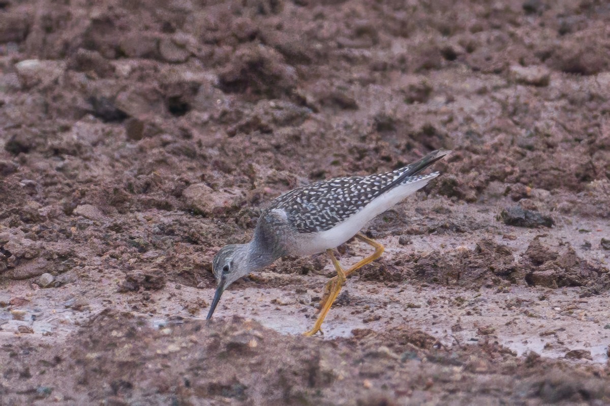 Lesser Yellowlegs - ML640701431