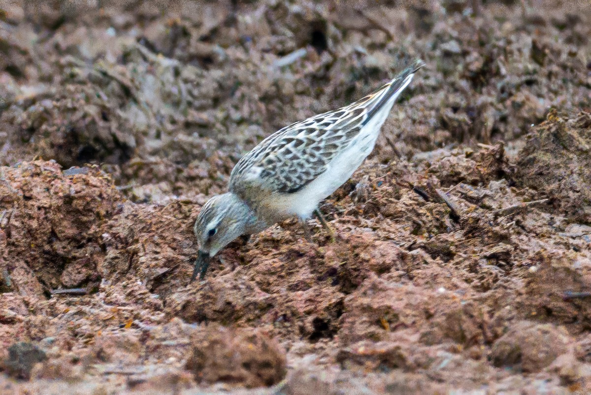 Stilt Sandpiper - ML640701433