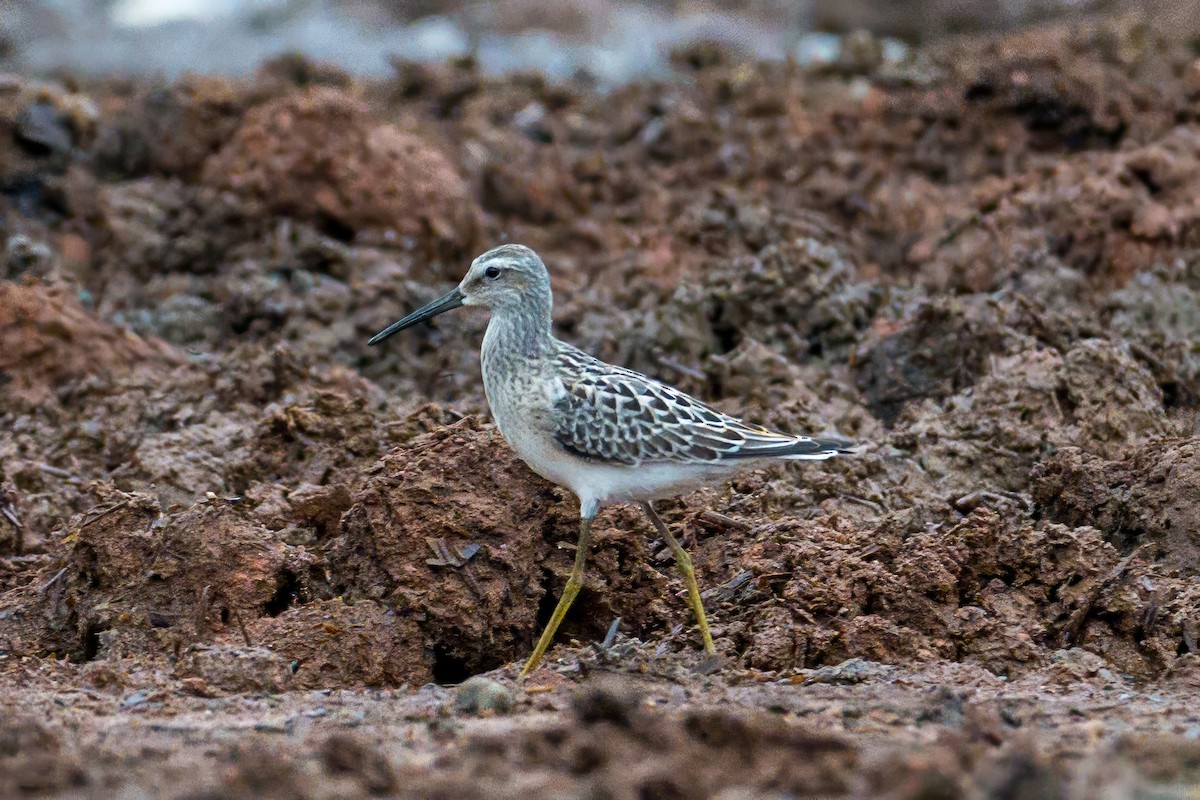 Stilt Sandpiper - ML640701434