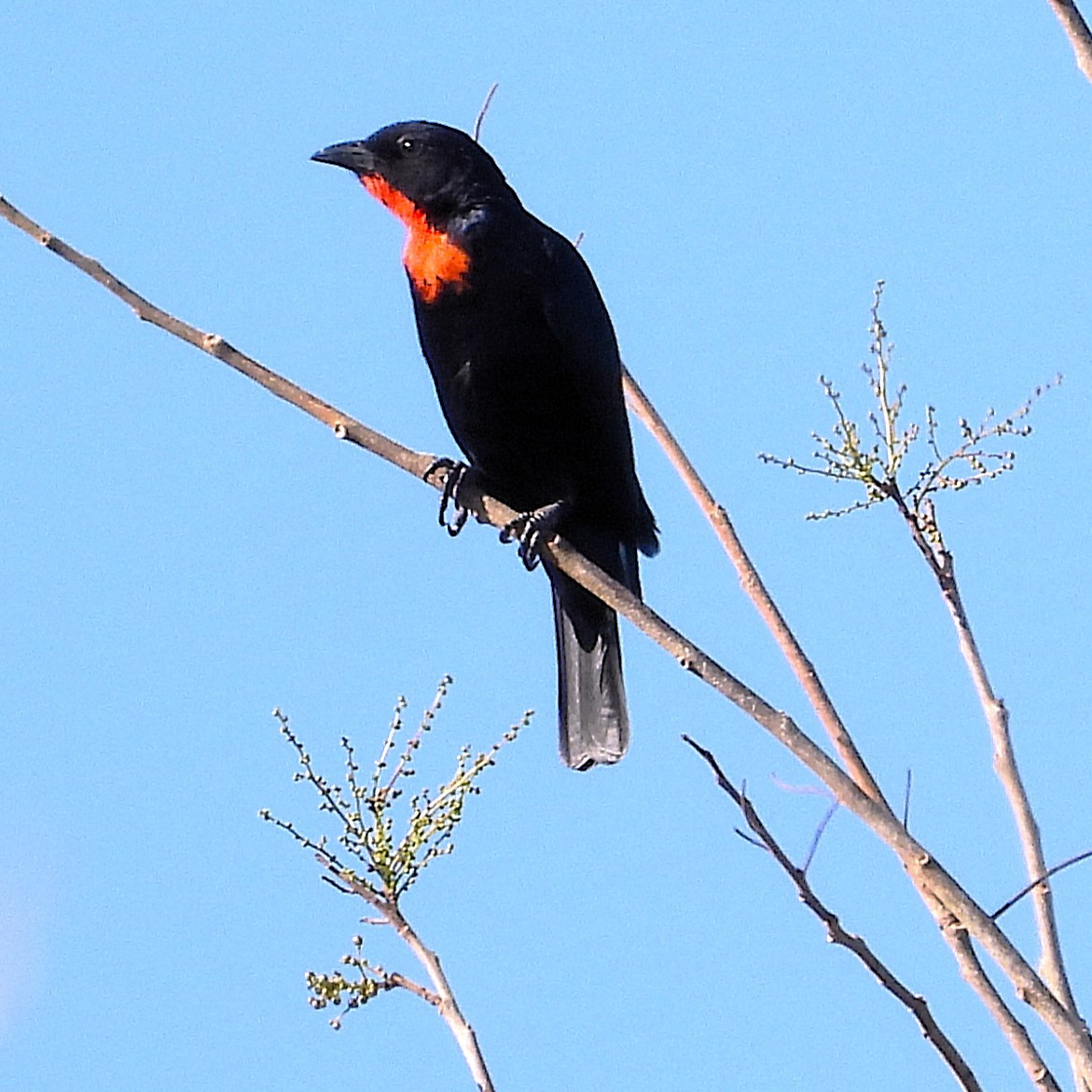 Scarlet-throated Tanager - ML640701444