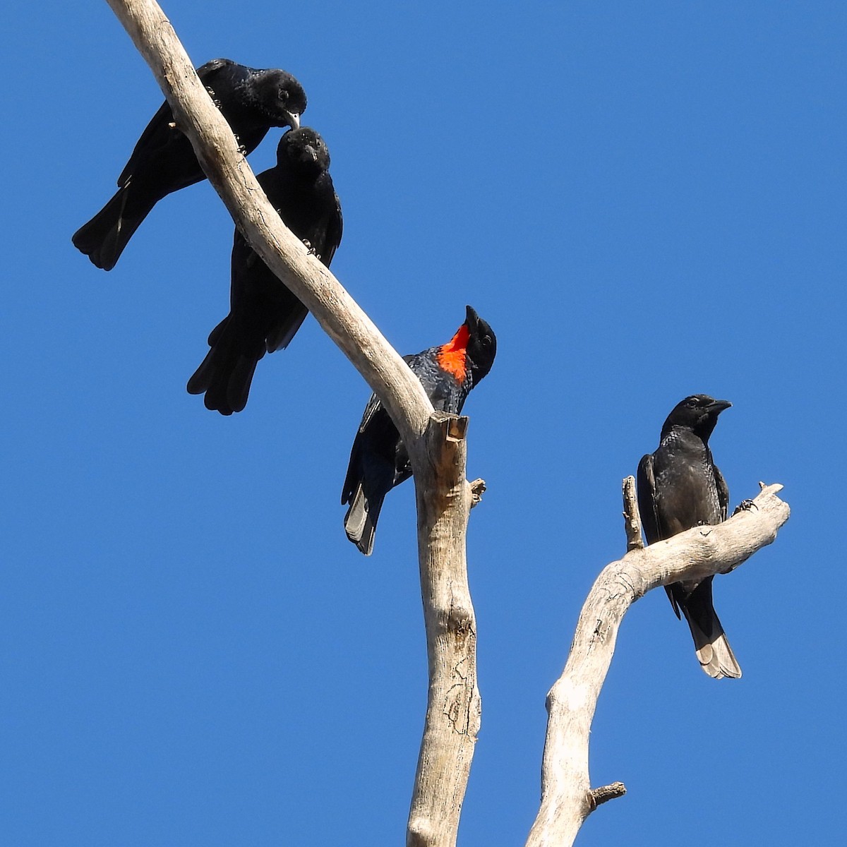 Scarlet-throated Tanager - ML640701446