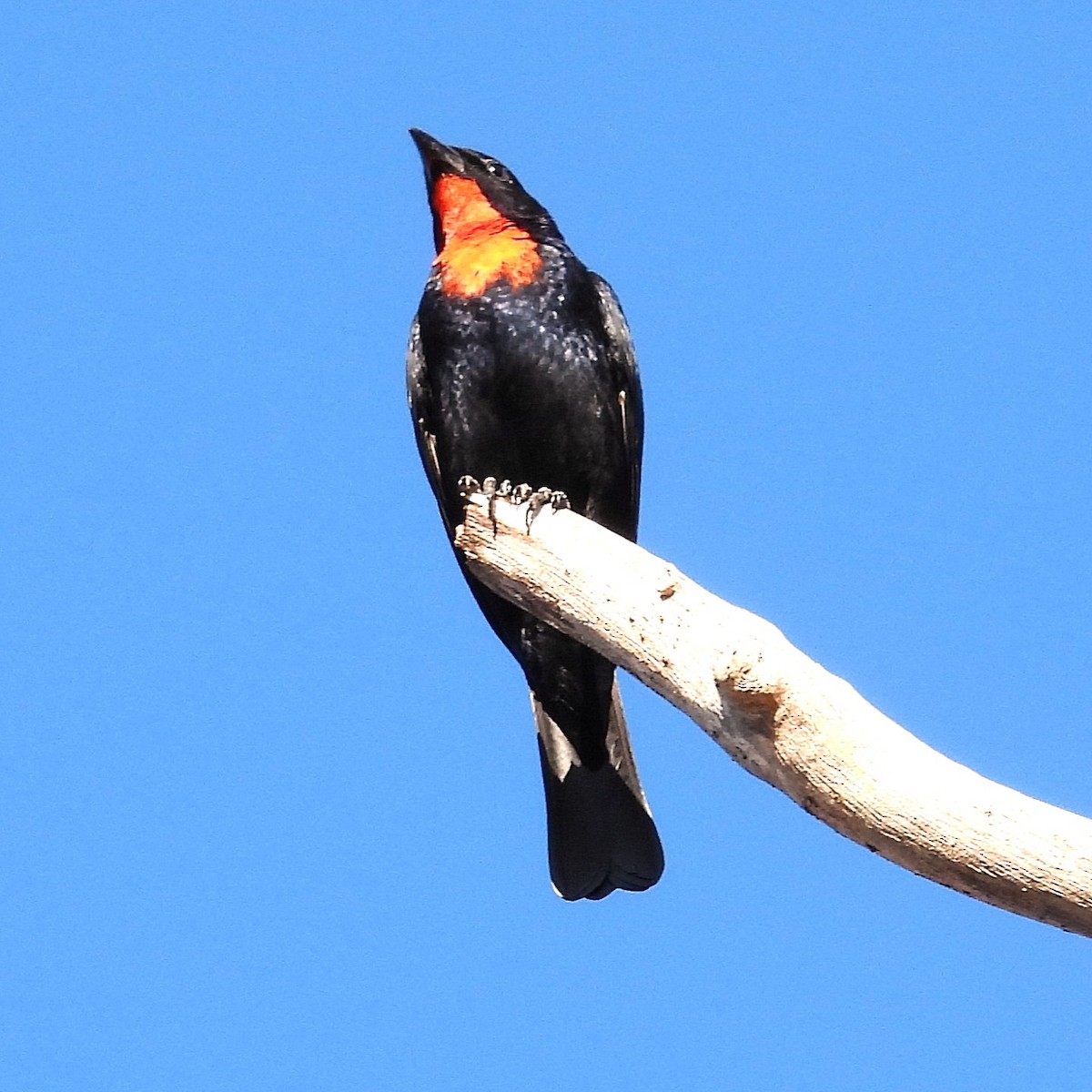 Scarlet-throated Tanager - ML640701447