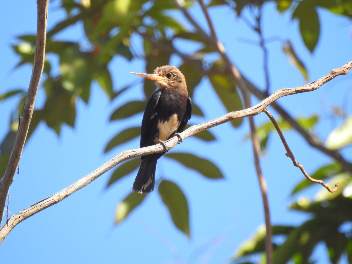 Brown Jacamar - ML640701466