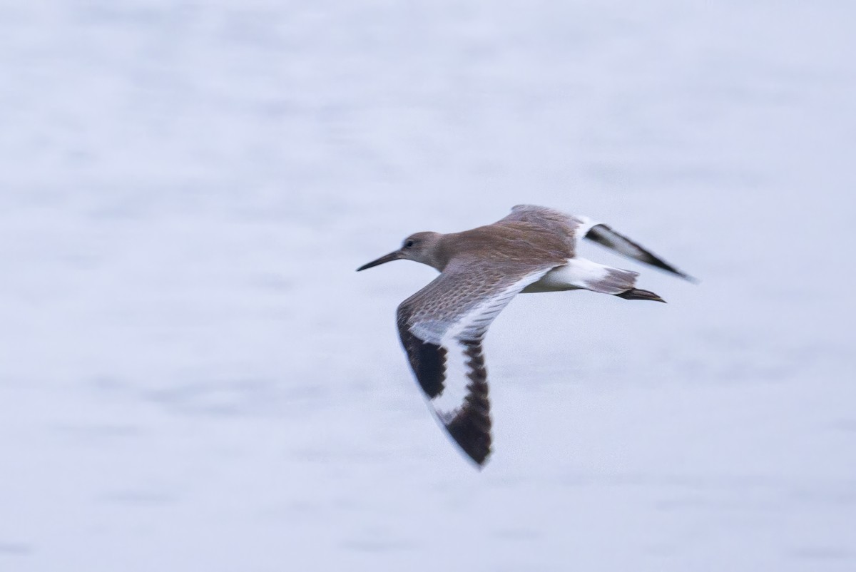 Willet - ML640701478