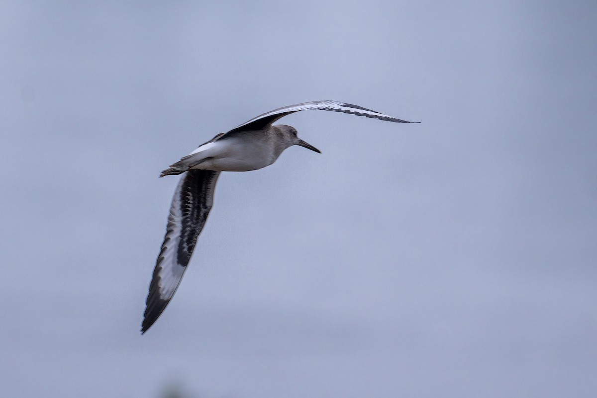 Willet - ML640701479