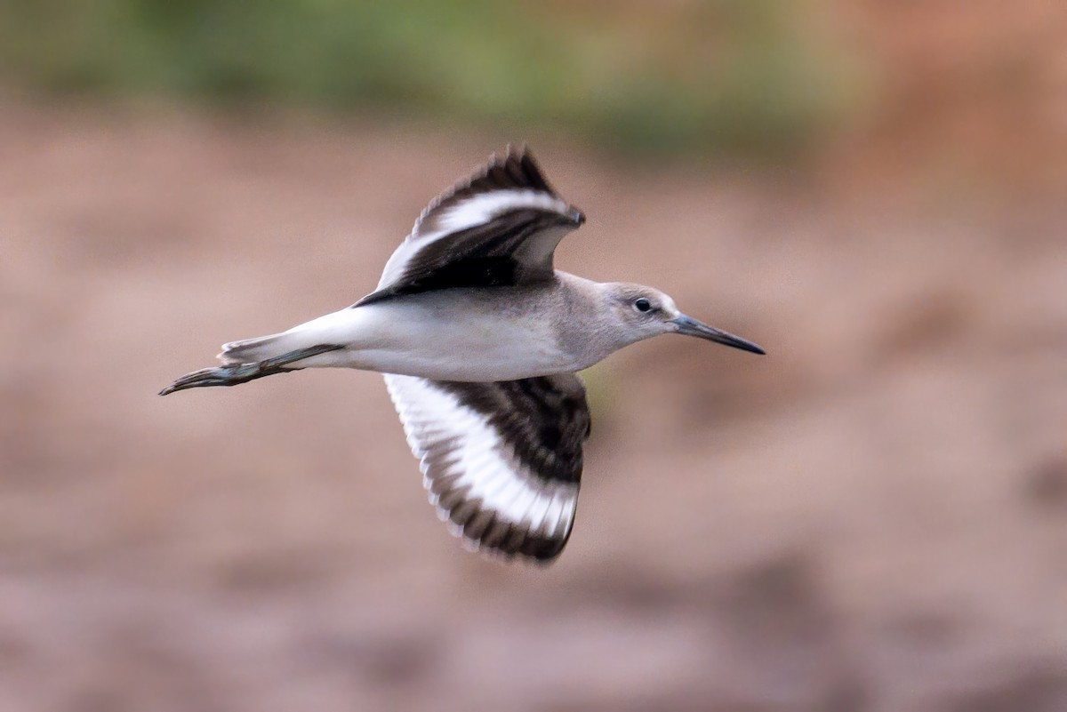 Willet - ML640701480