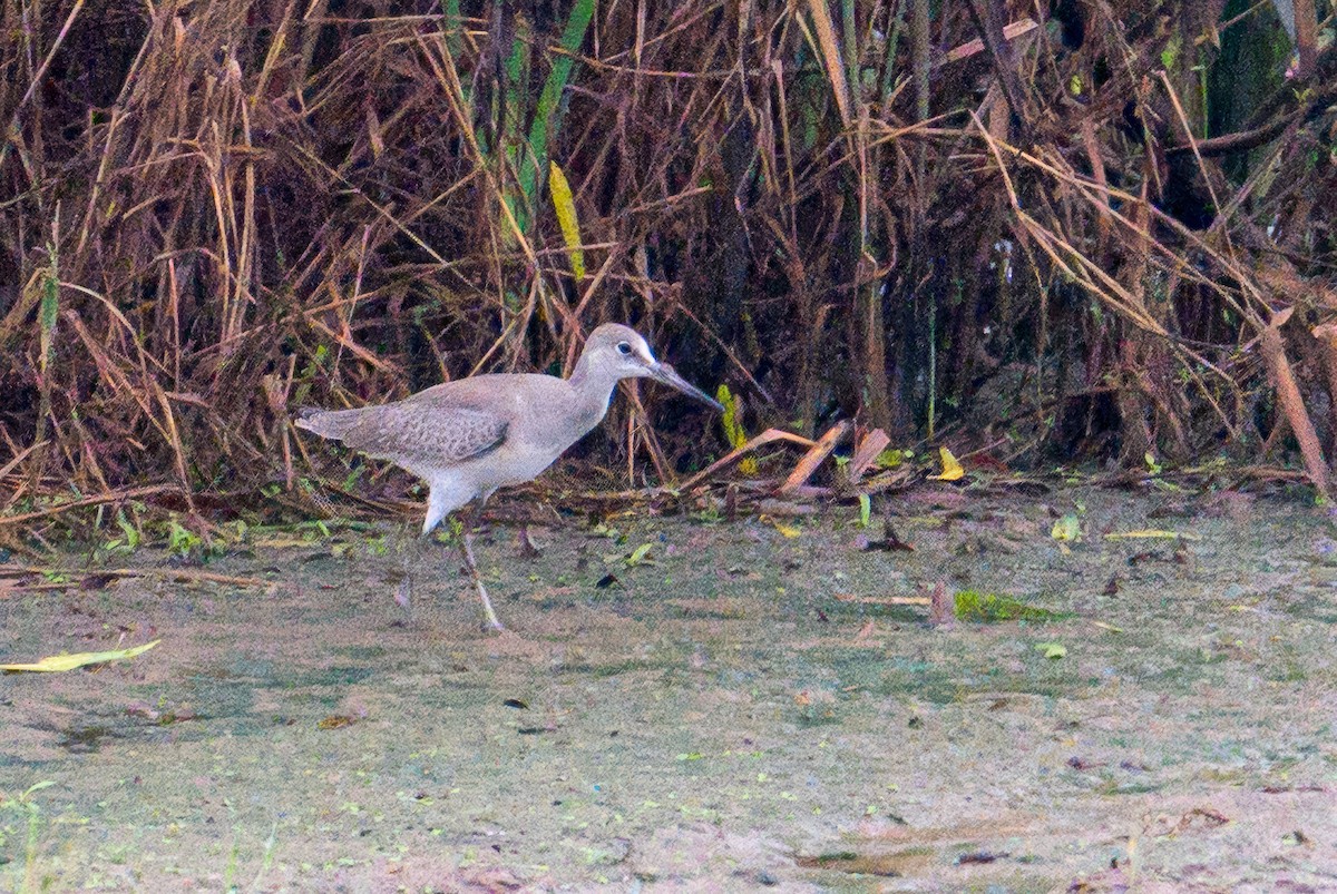 Willet - ML640701514