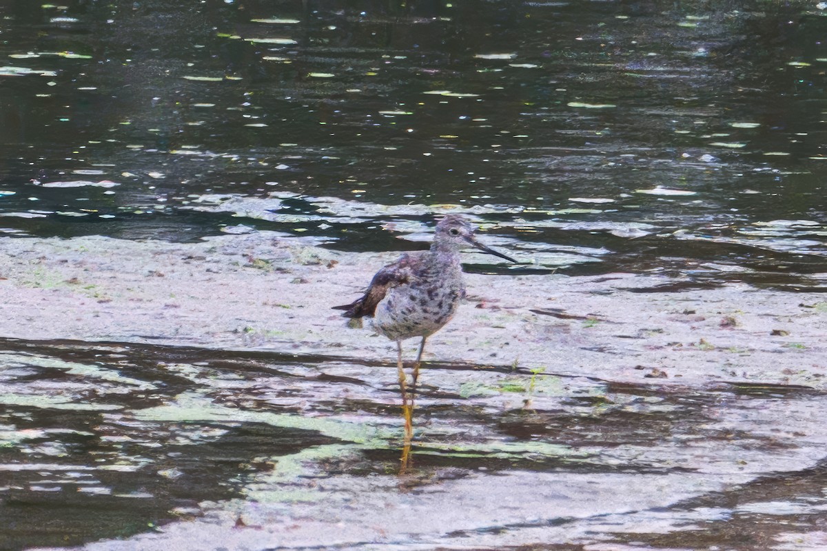 Greater Yellowlegs - ML640701533
