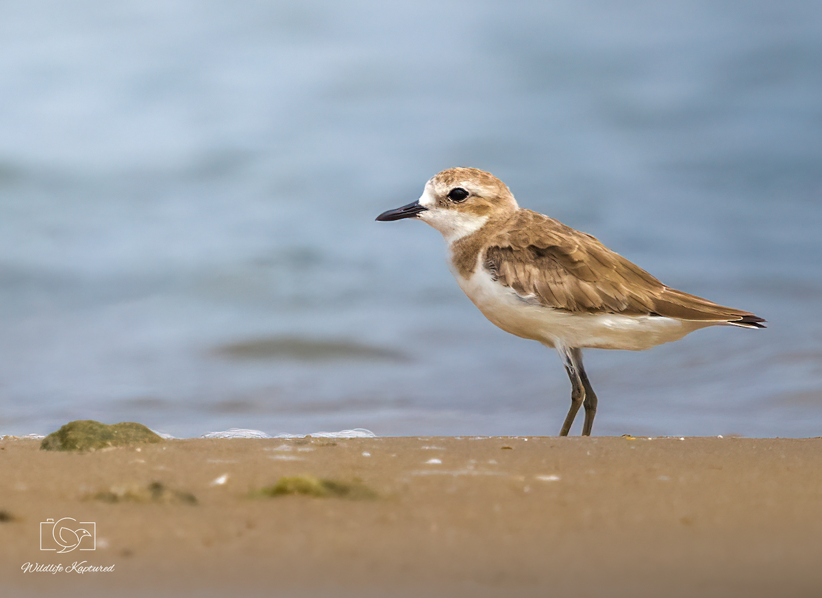 Tibetan Sand-Plover - ML640701558
