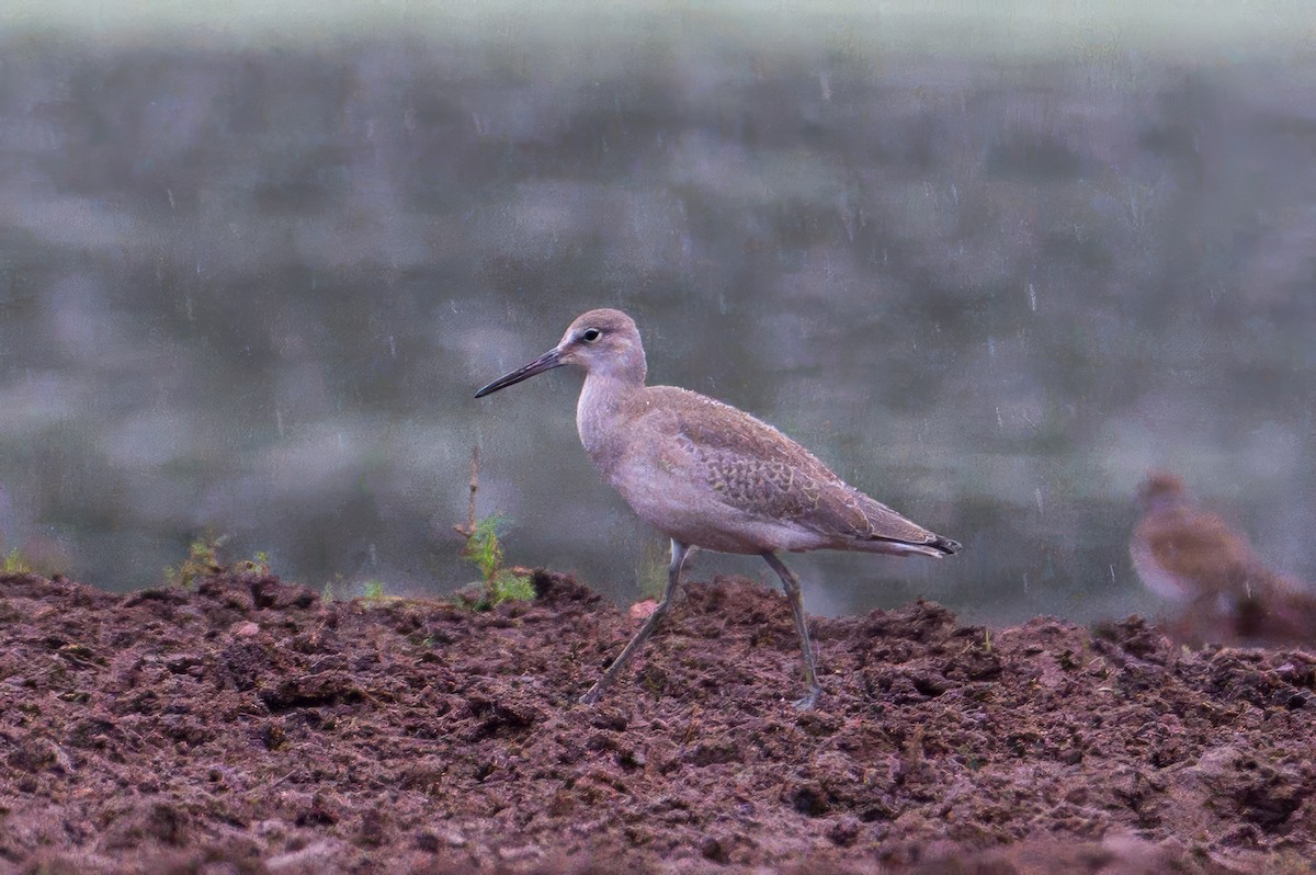 Willet - ML640701577