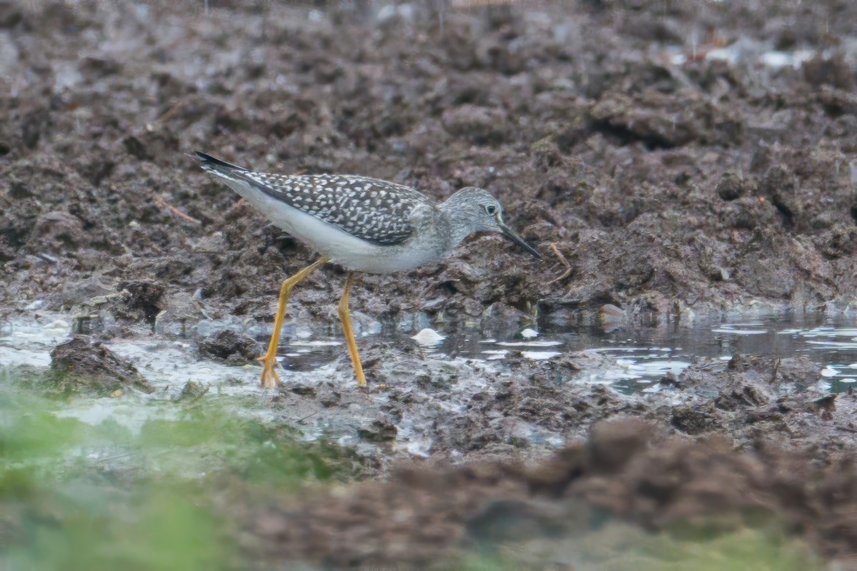 Lesser Yellowlegs - ML640701587