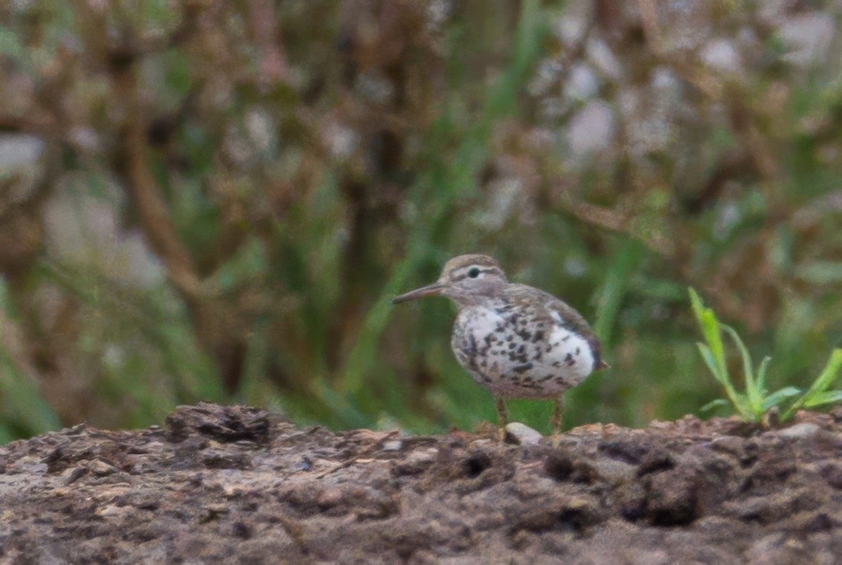 Spotted Sandpiper - ML640701596