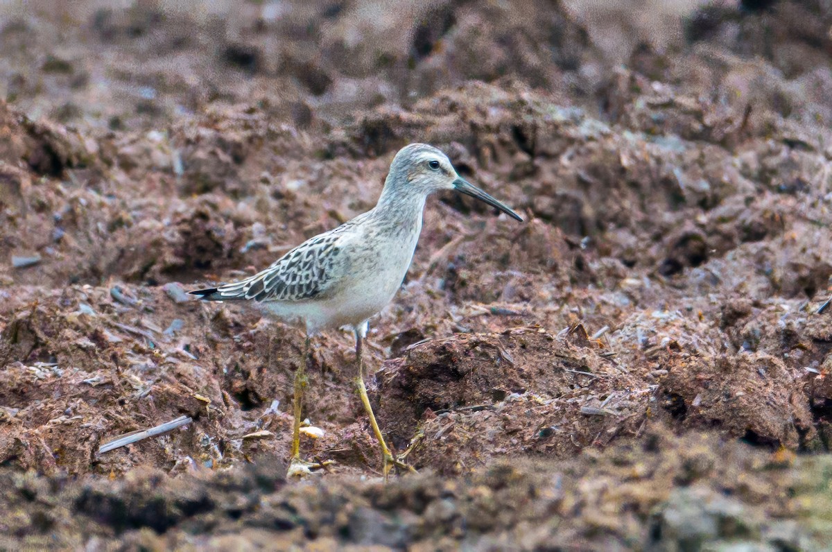 Stilt Sandpiper - ML640701611