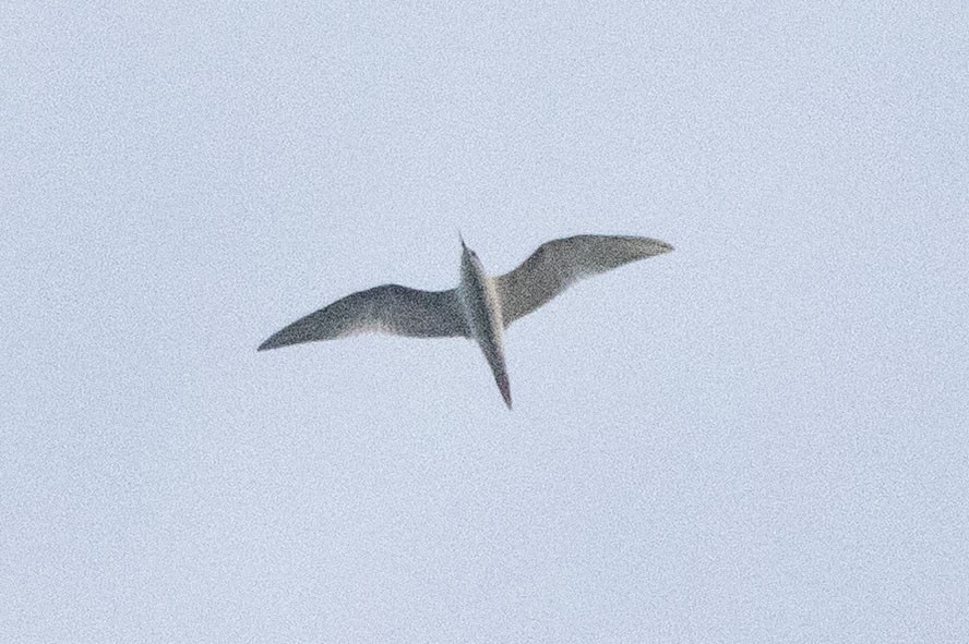 Sterna comune - ML640701620