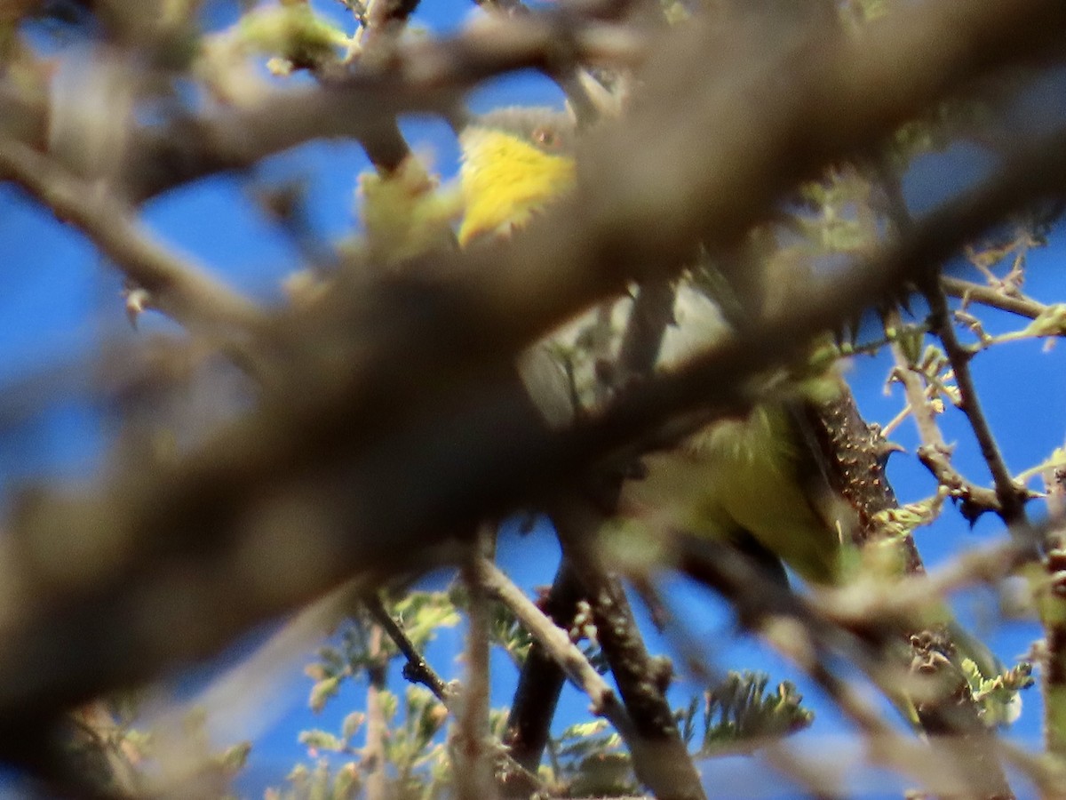 Sarı Göğüslü Apalis [flavida grubu] - ML640701625