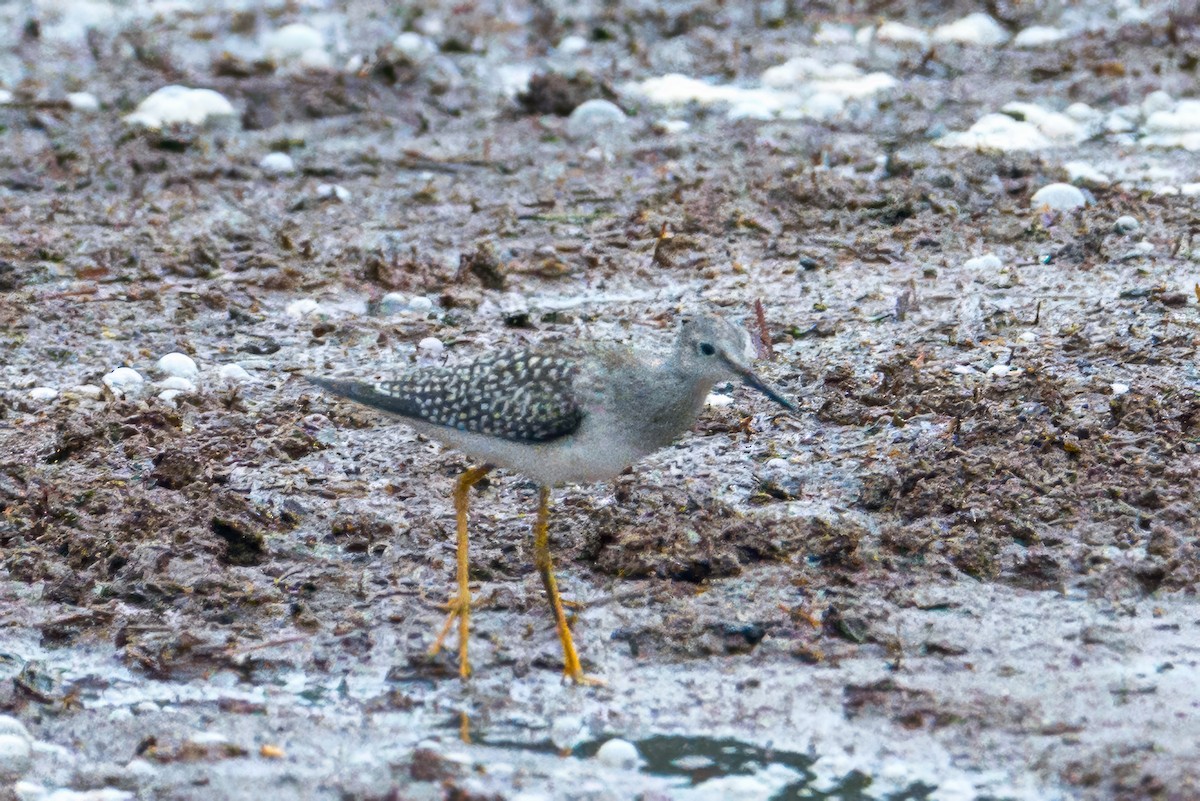 Lesser Yellowlegs - ML640701628