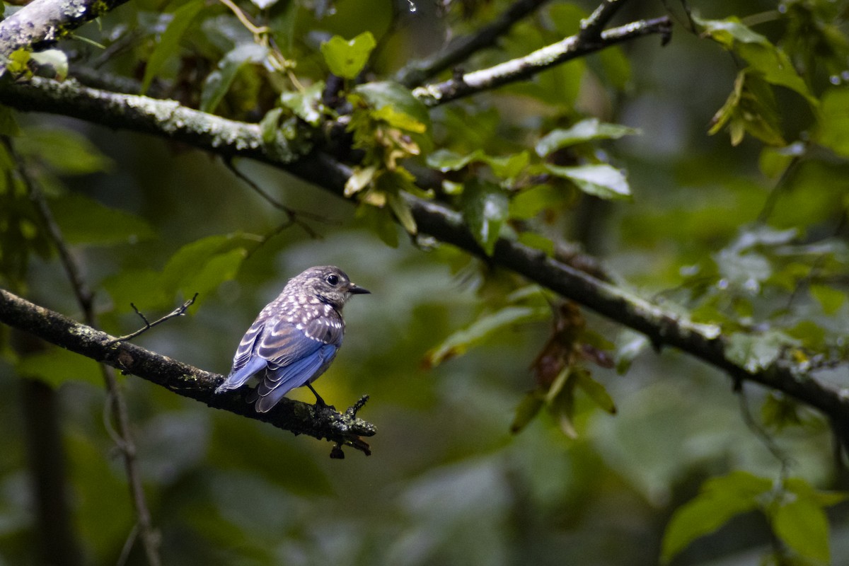 Eastern Bluebird - ML640701670