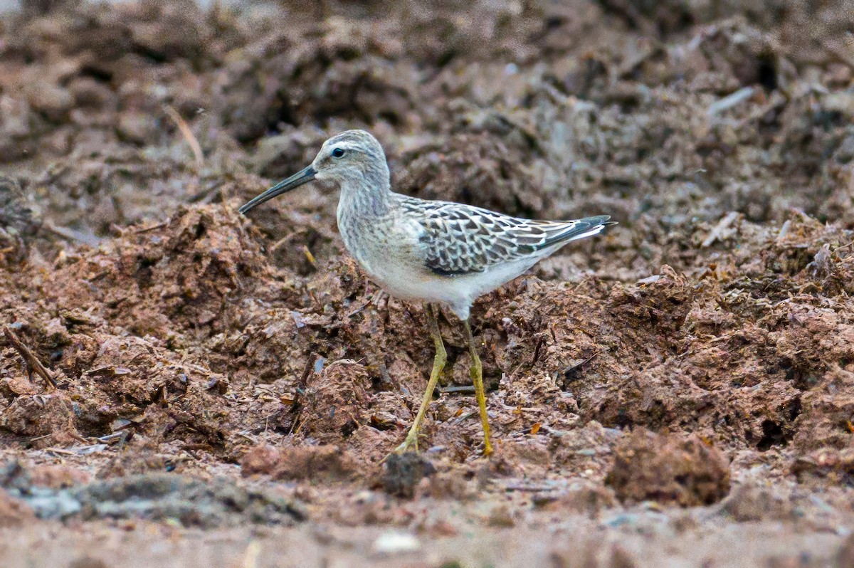 Stilt Sandpiper - ML640701673