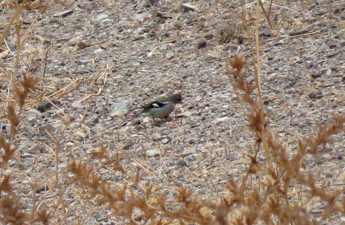 African Chaffinch (African) - ML640701686