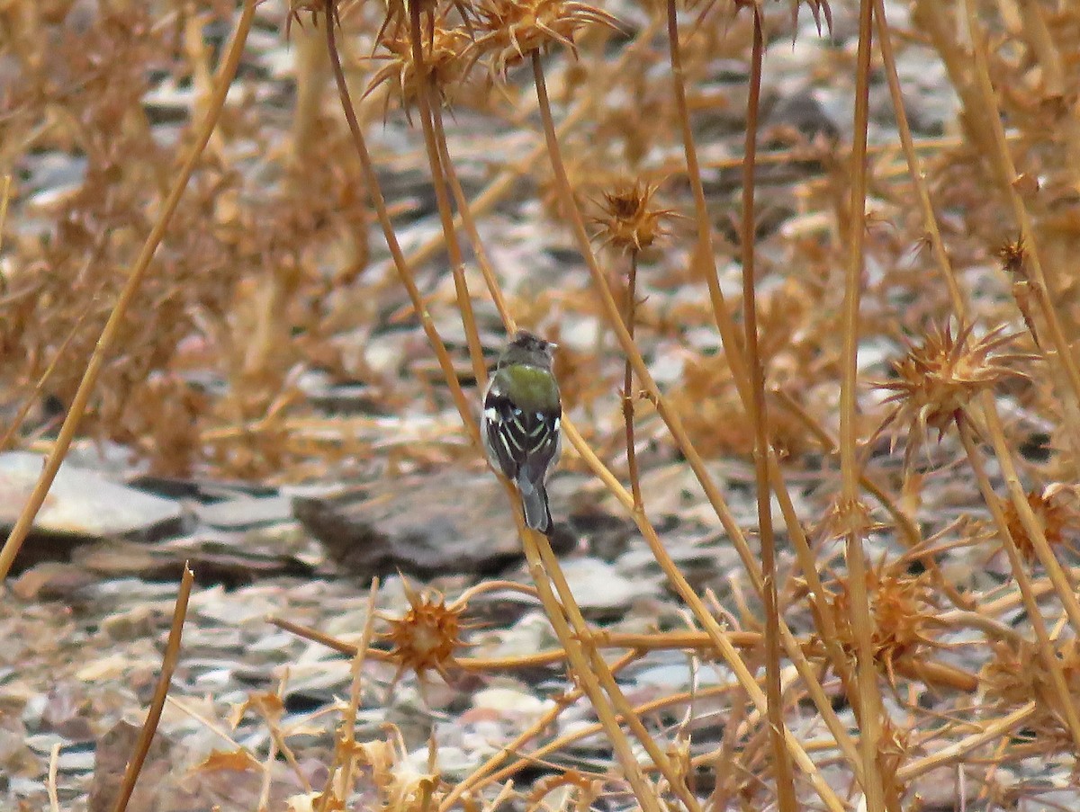 African Chaffinch (African) - ML640701687