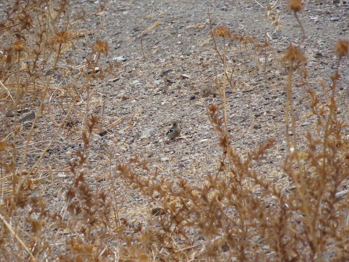 African Chaffinch (African) - ML640701688