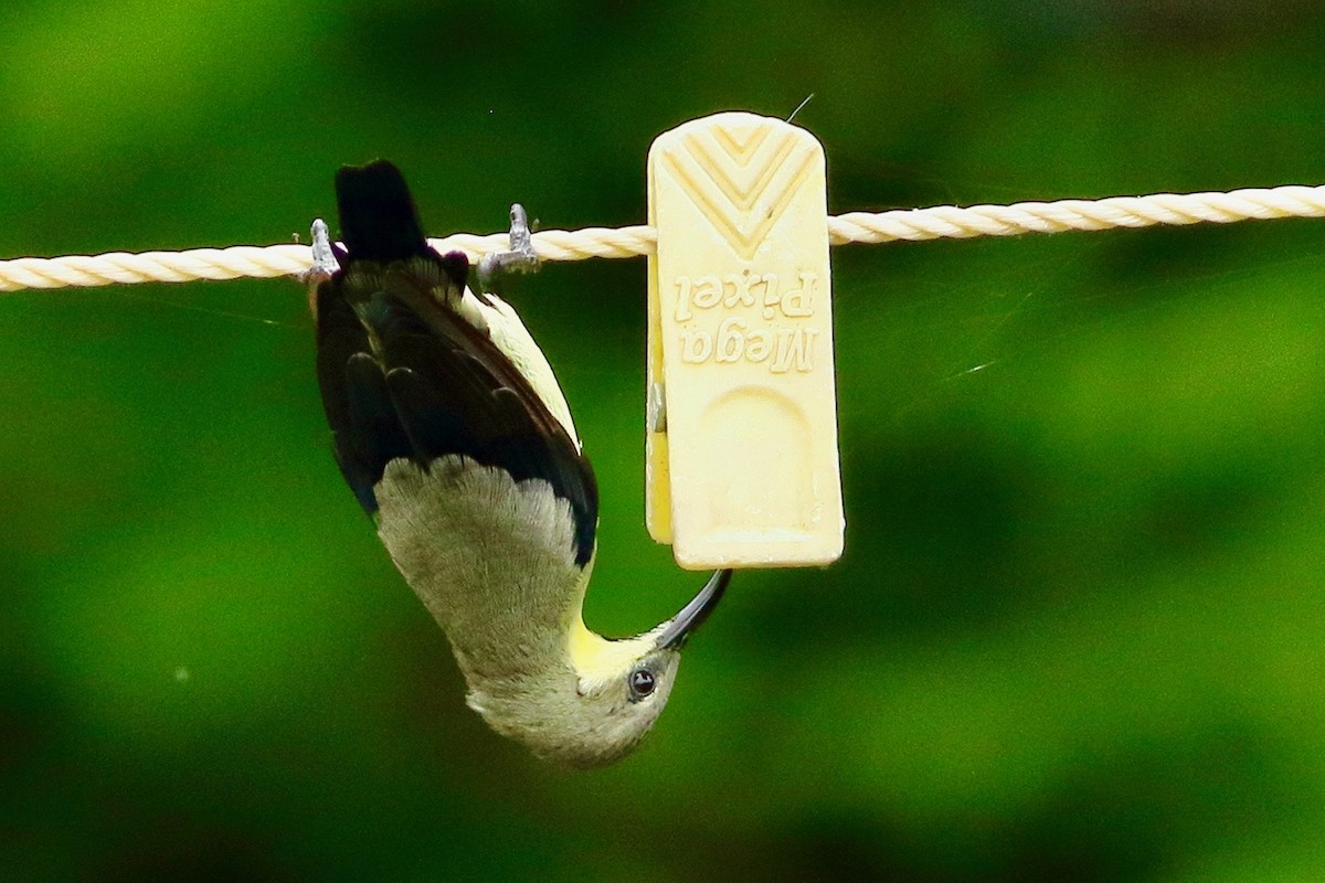 Purple Sunbird - ML640701699