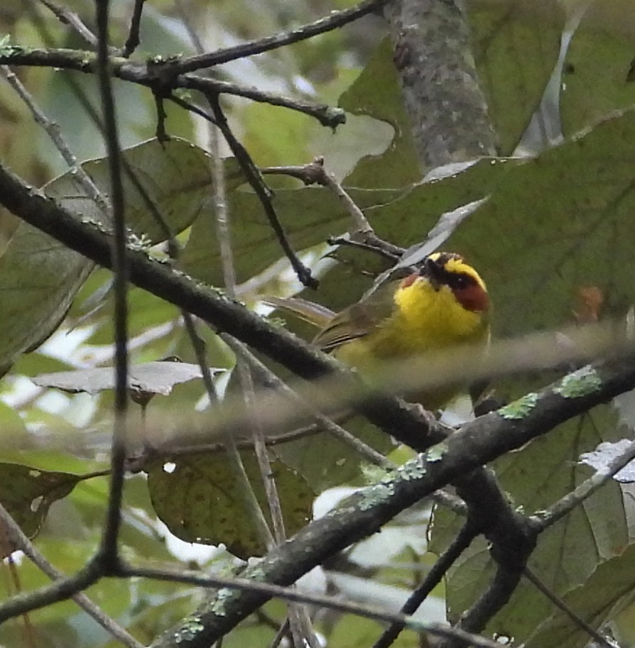 Golden-browed Warbler - ML640701786
