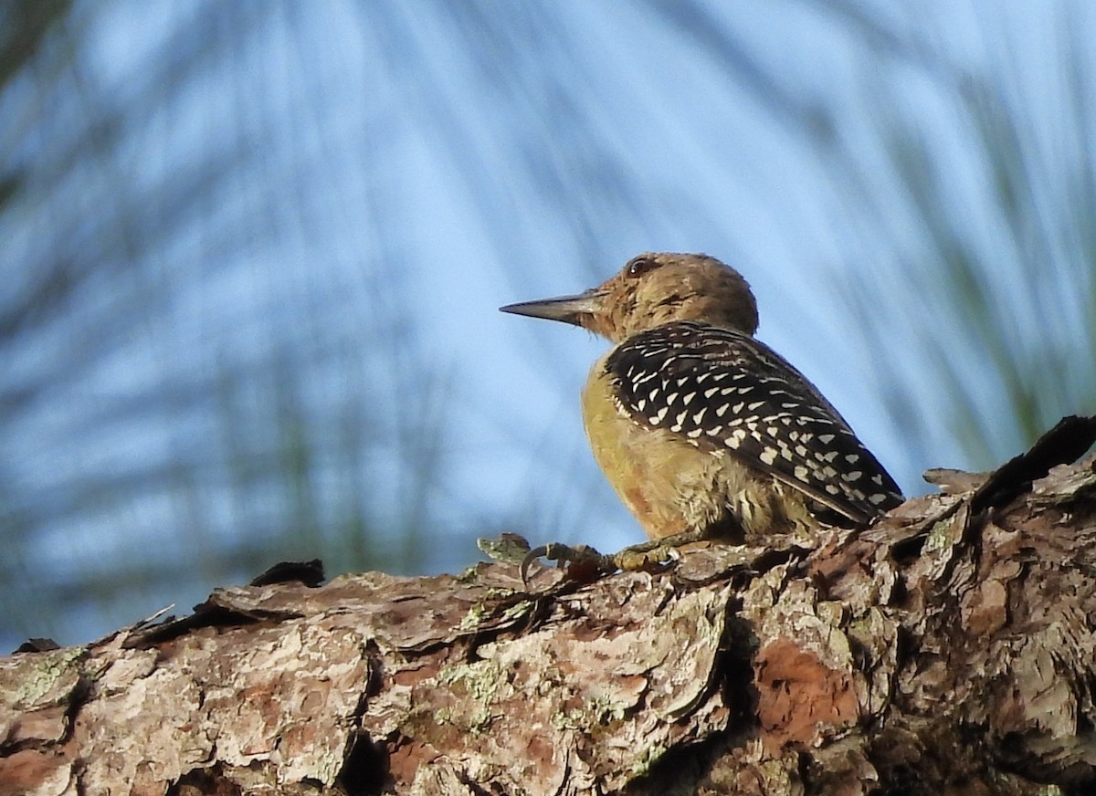 Red-bellied Woodpecker - ML640701841