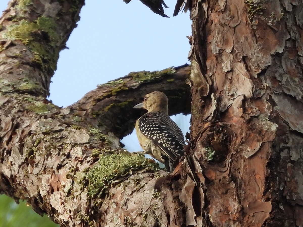 Red-bellied Woodpecker - ML640701842