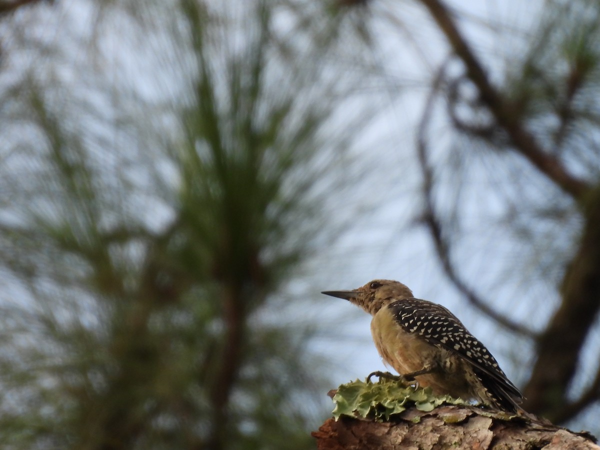 Red-bellied Woodpecker - ML640701843