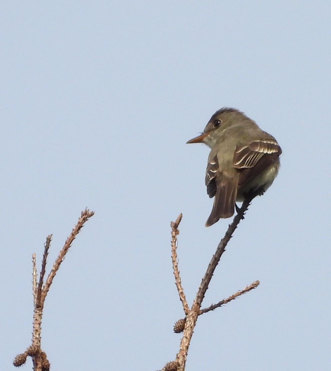 Eastern Wood-Pewee - ML640701866