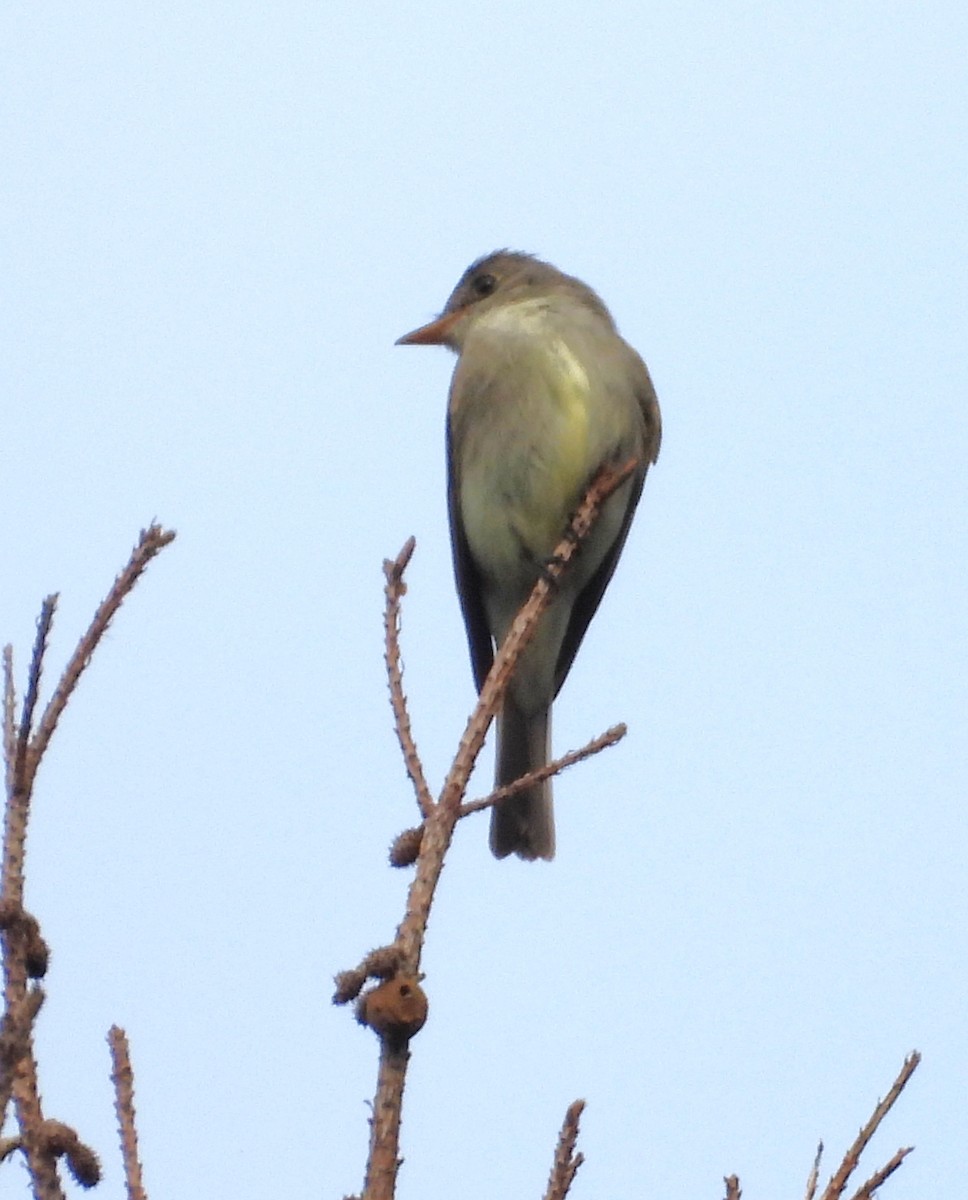 Eastern Wood-Pewee - ML640701867