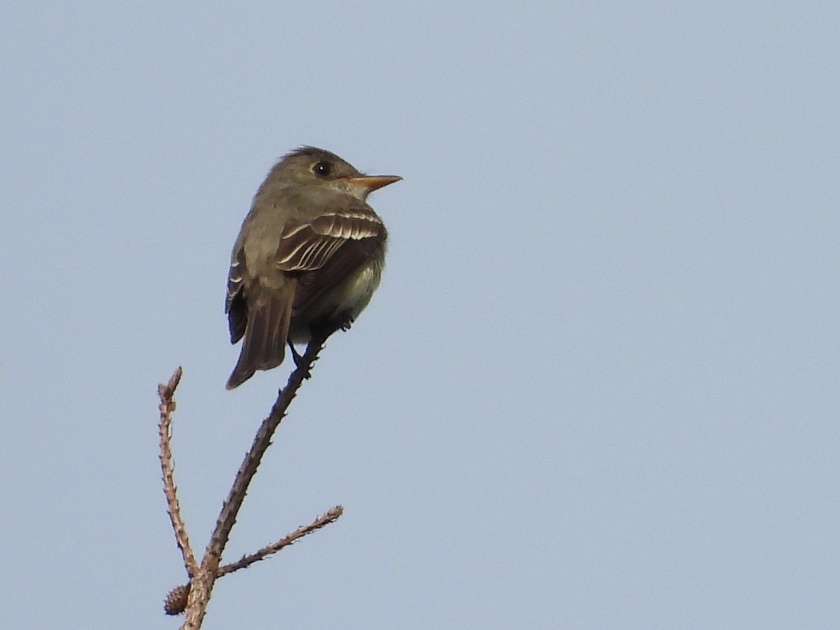 Eastern Wood-Pewee - ML640701869