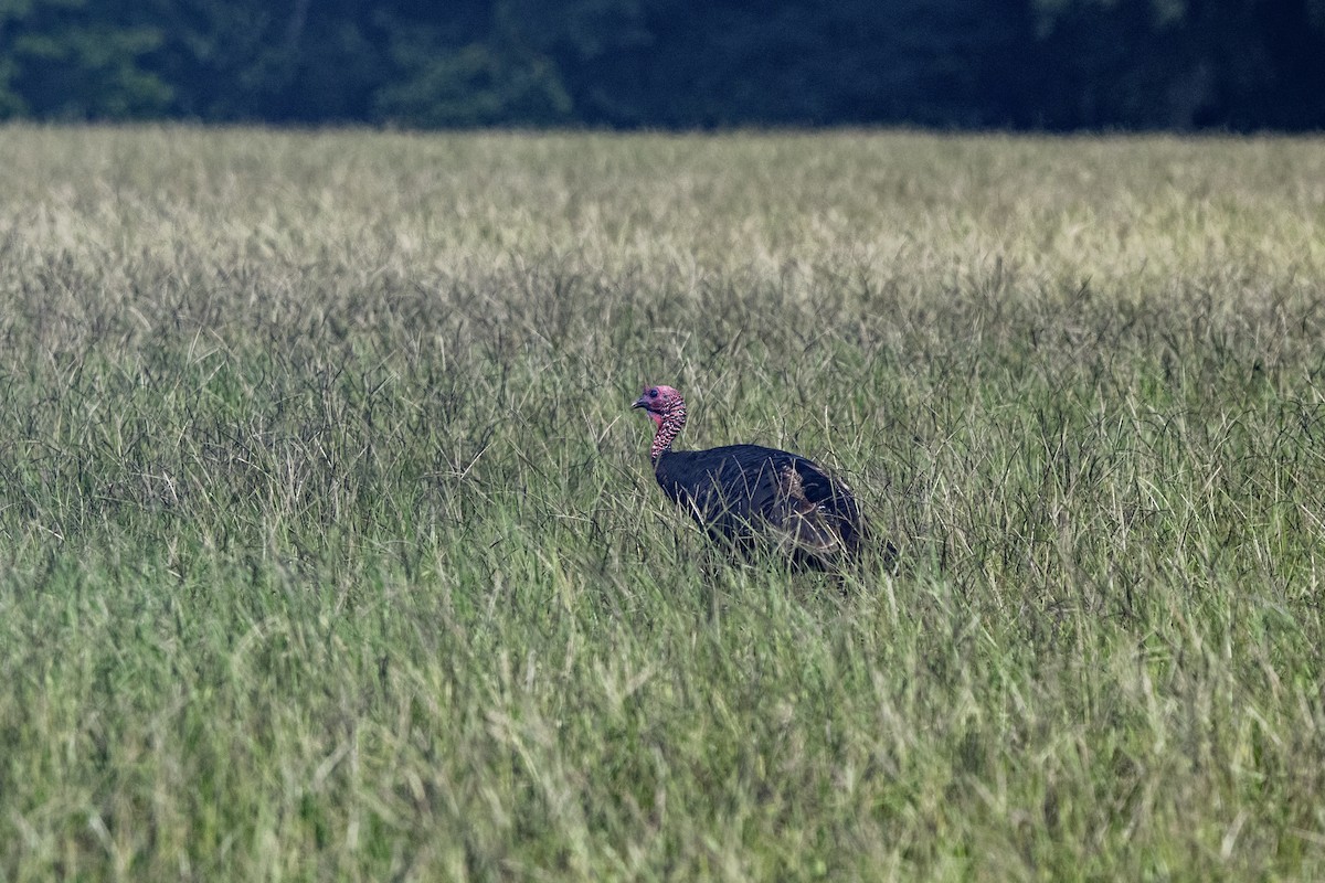 Wild Turkey - ML640701876