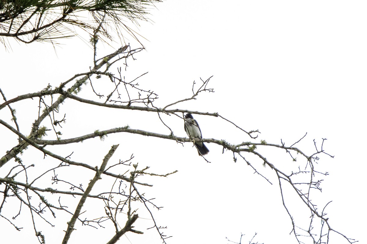 Eastern Kingbird - ML640701884