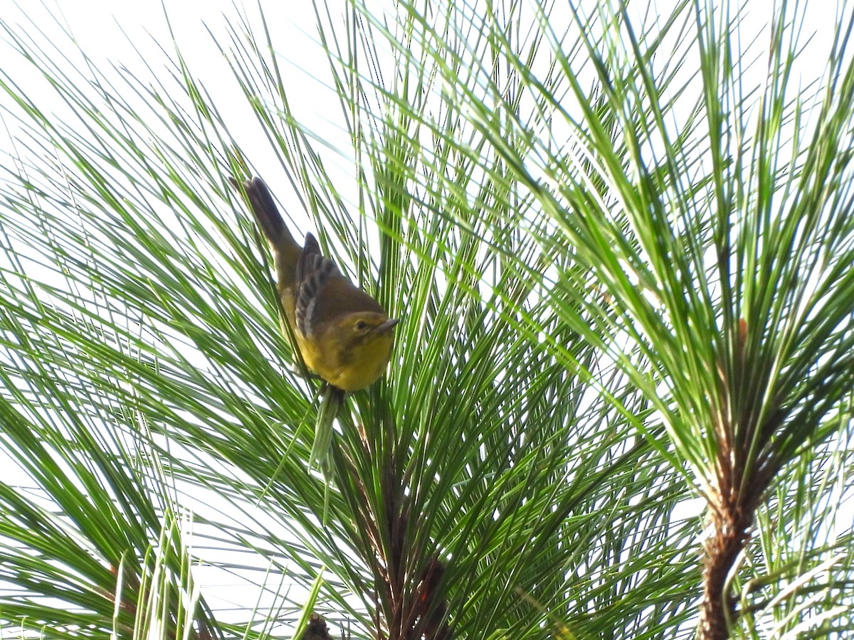 Pine Warbler - ML640701892