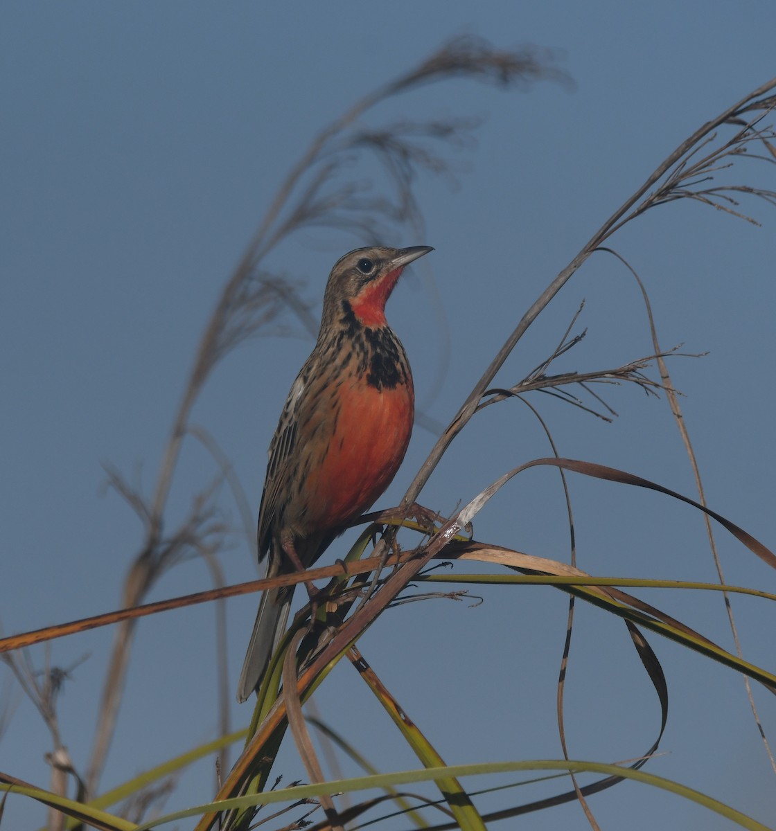 Rosy-throated Longclaw - ML640701910