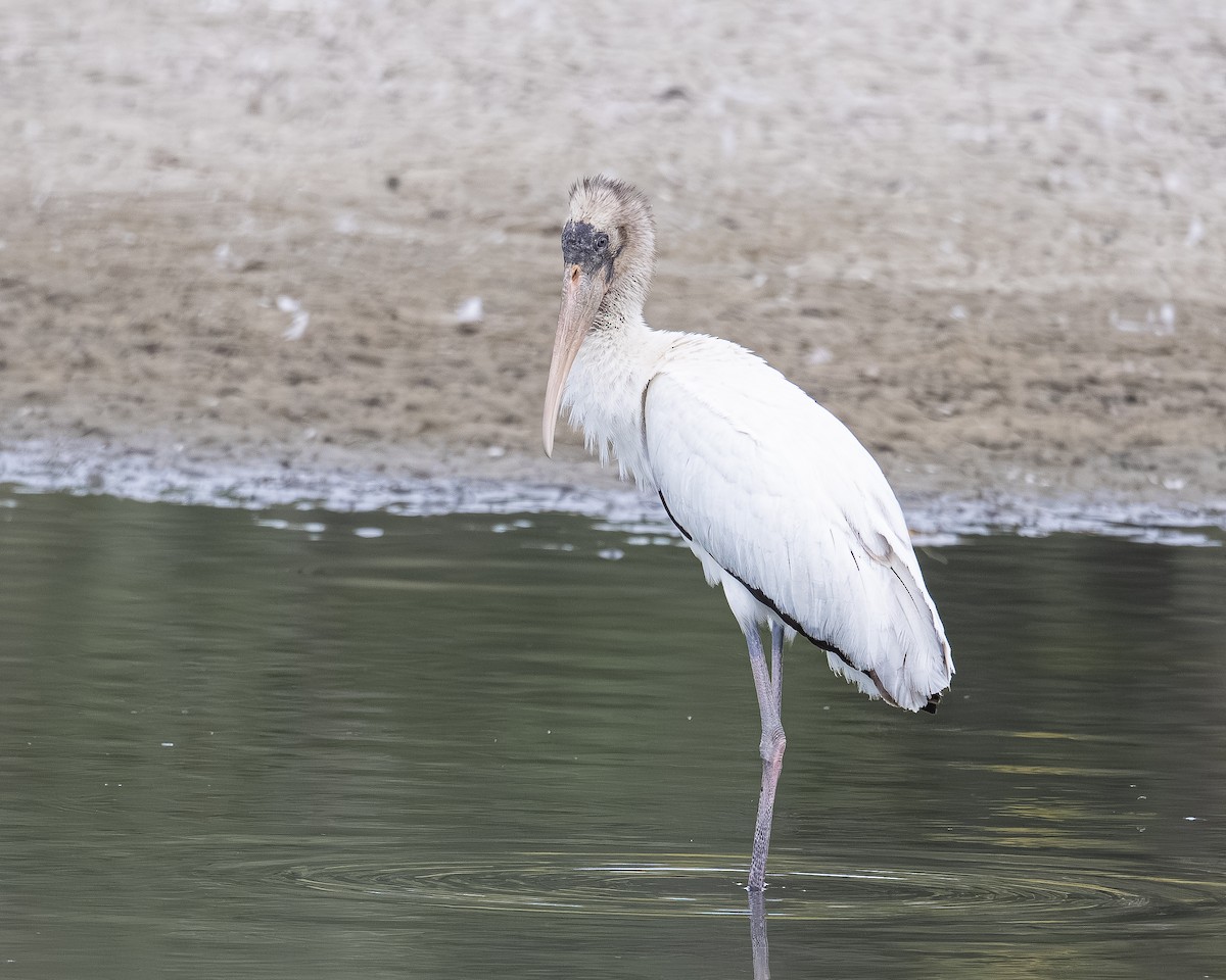 Wood Stork - ML640701936