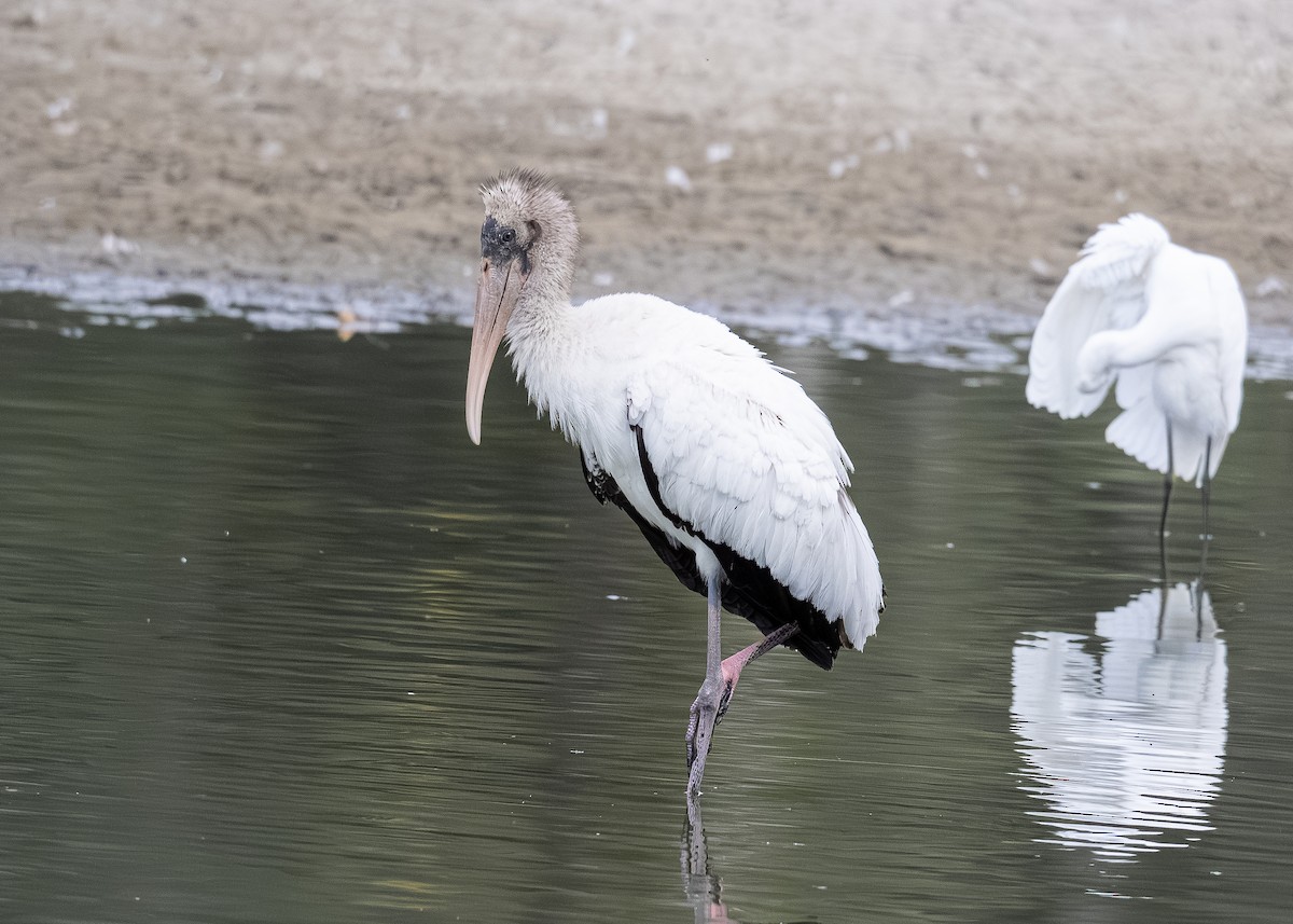 Wood Stork - ML640701937