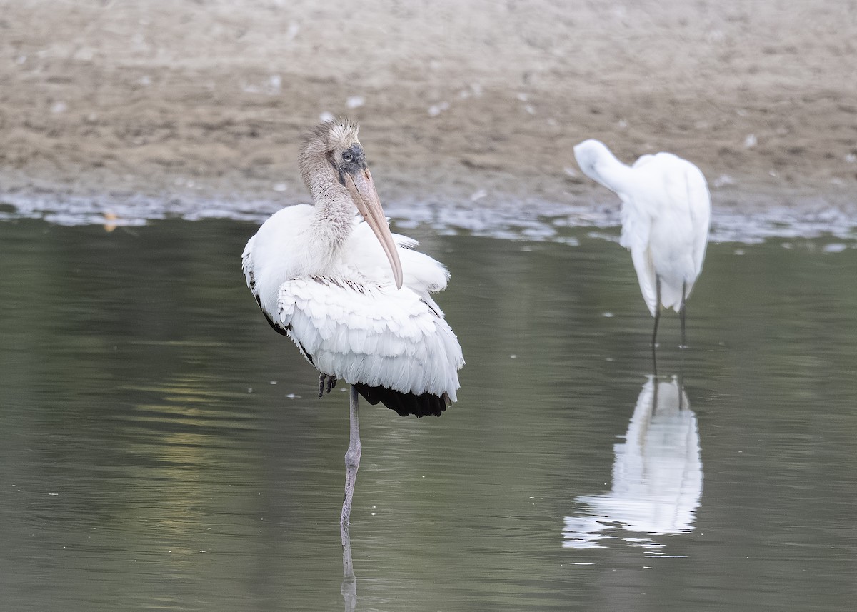 Wood Stork - ML640701938