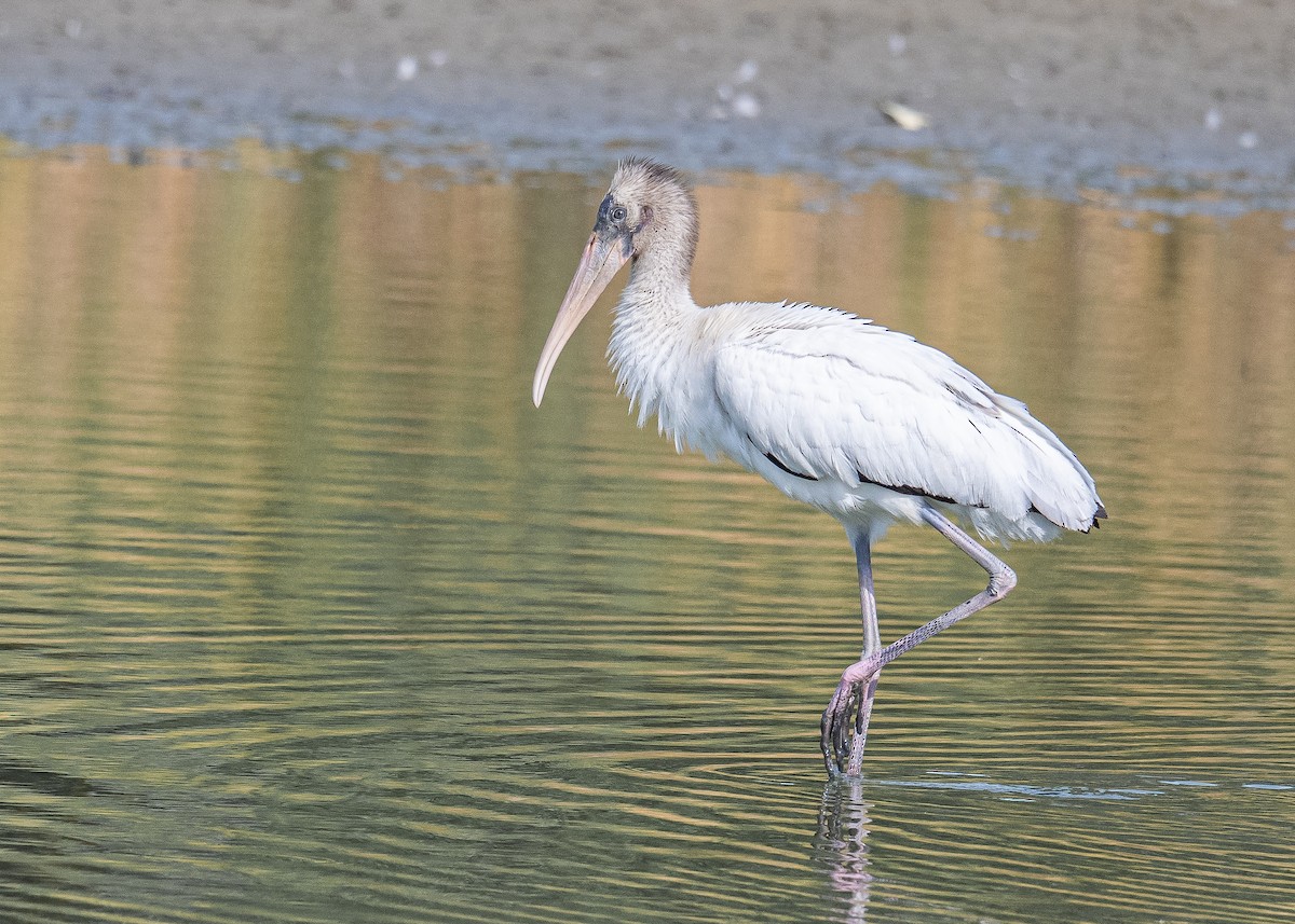 Wood Stork - ML640701939
