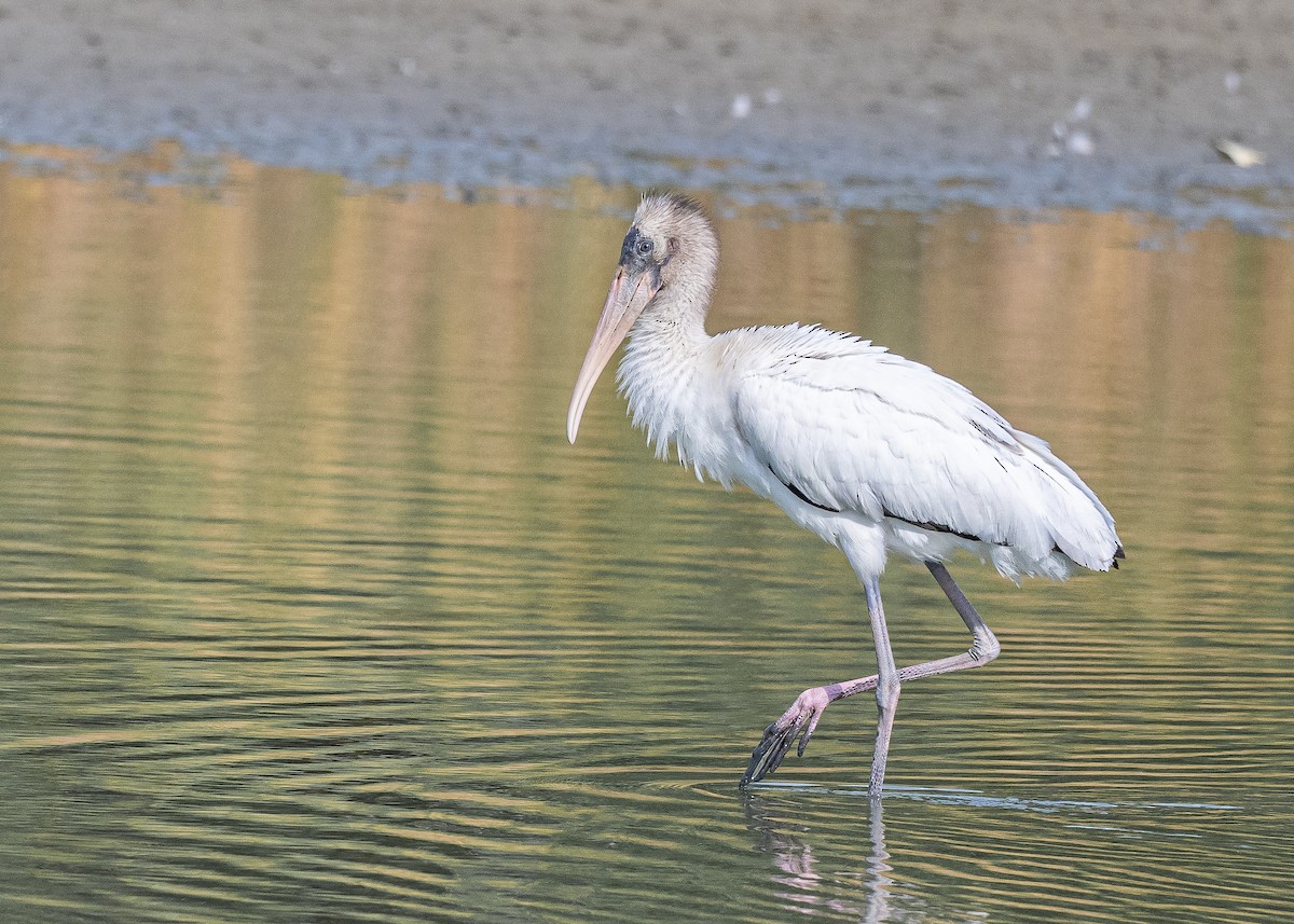Wood Stork - ML640701940