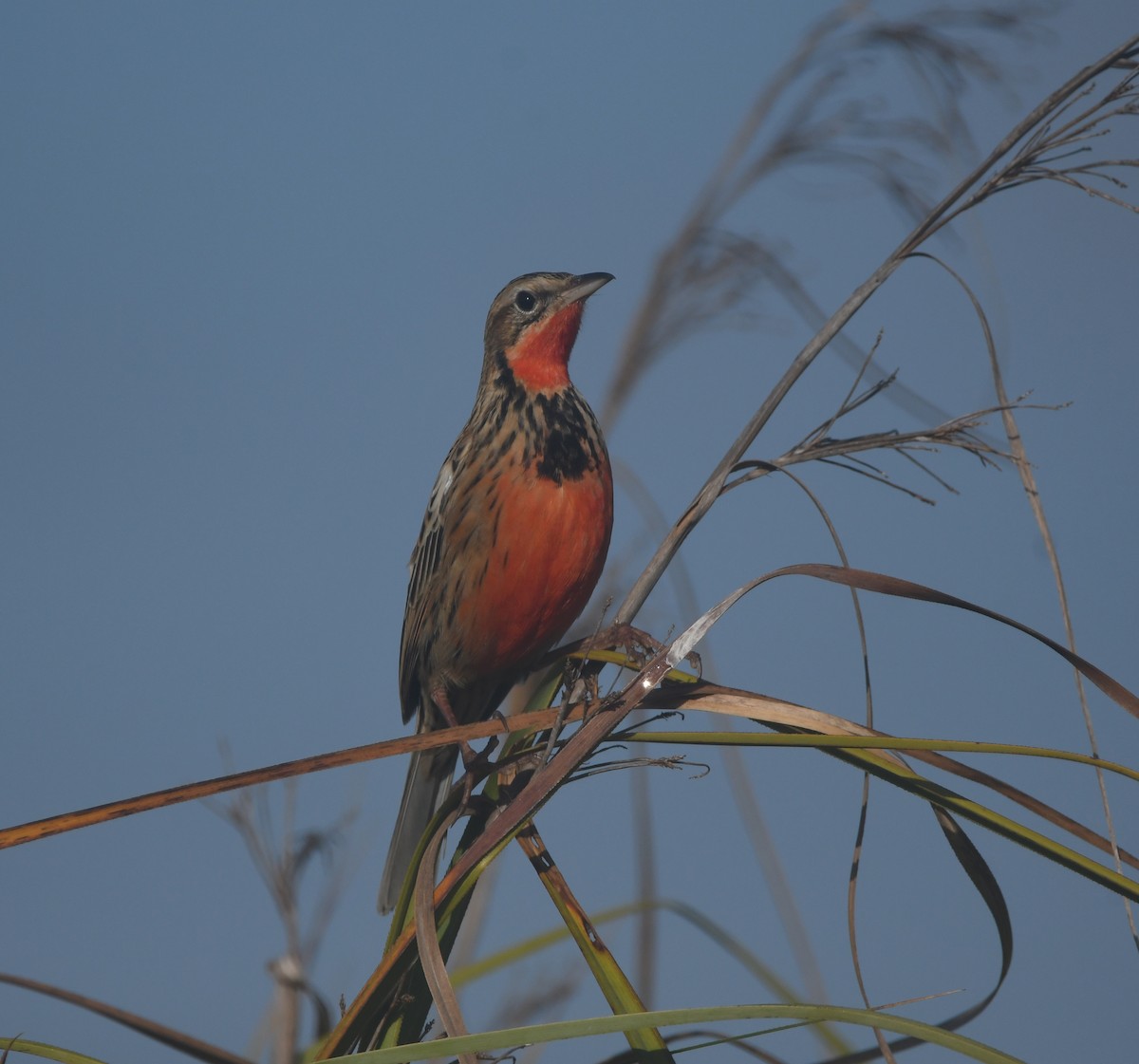 Rosy-throated Longclaw - ML640701952
