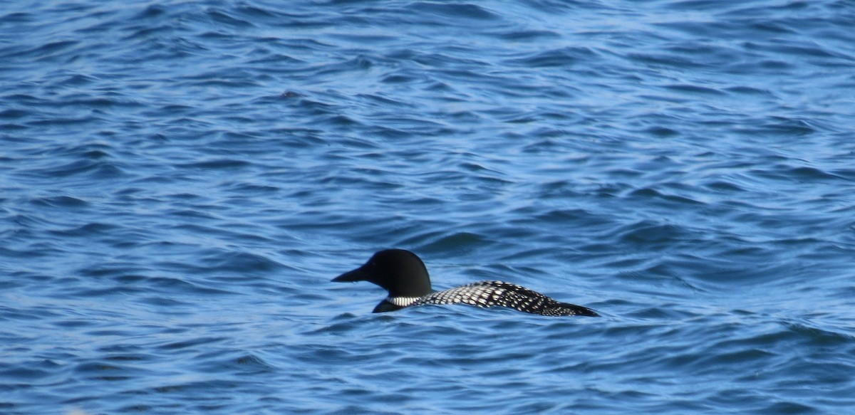 Common Loon - ML640702004